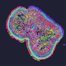 Transcriptomics Solution - STOmics