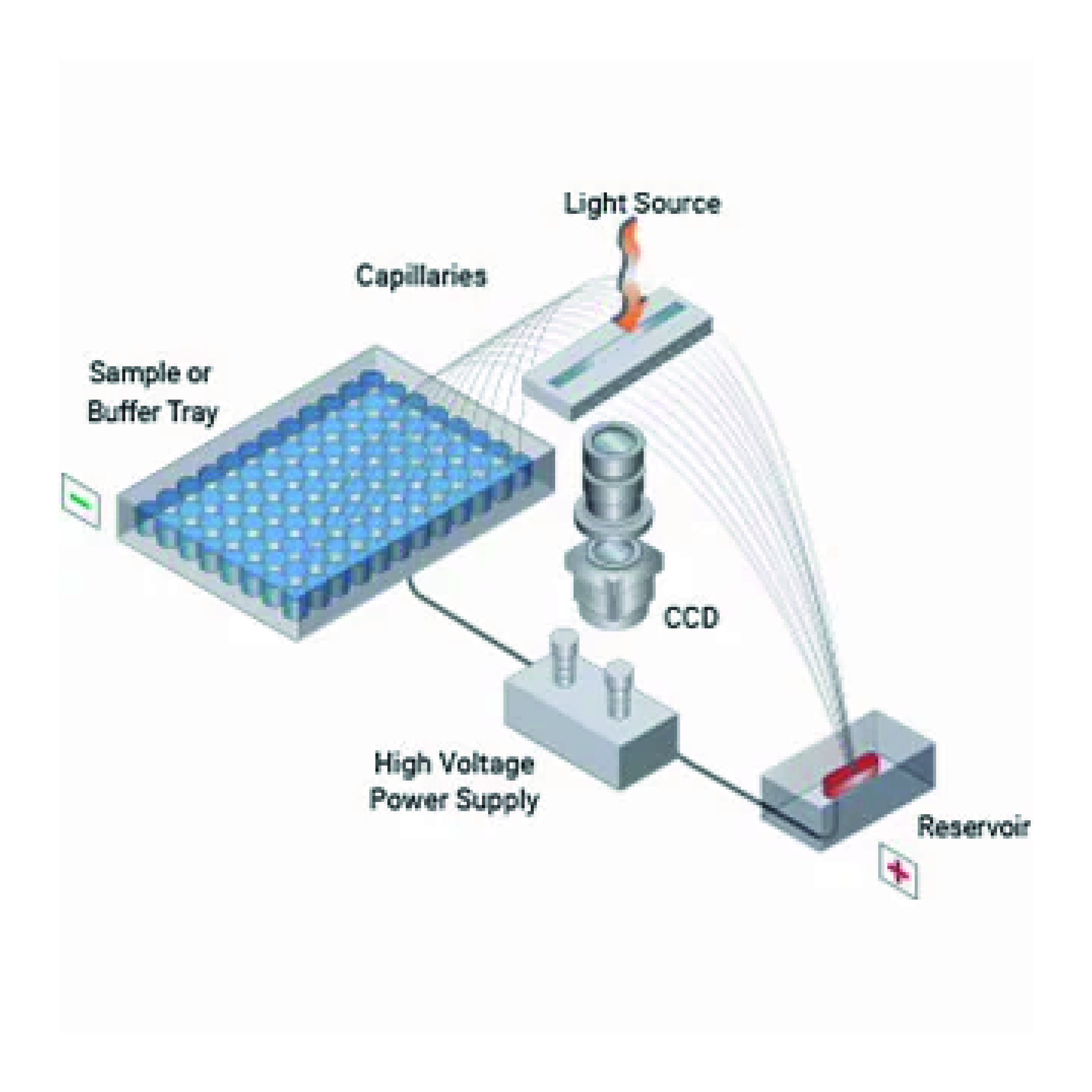 Kapiláry pro ZAG DNA Analyzer